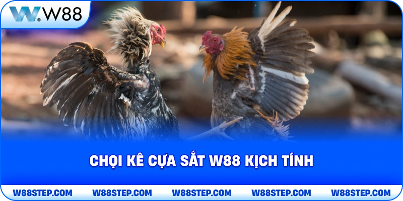 Chọi kê cựa sắt W88 kịch tính