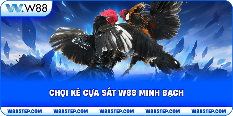 Chọi kê cựa sắt W88 minh bạch