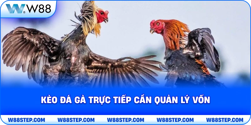 Kèo đá gà trực tiếp cần quản lý vốn
